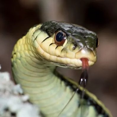 snakefactsdaily Profile Picture