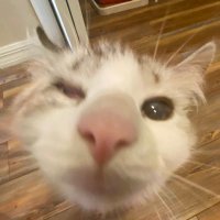 Dolly (@dollypartoncat) 's Twitter Profile Photo