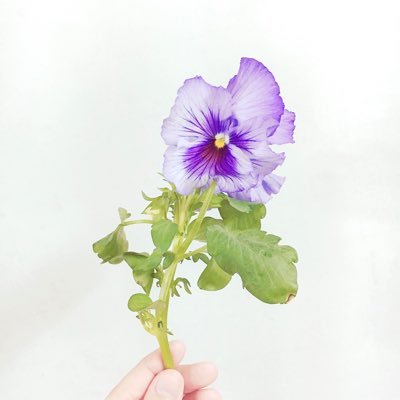 すみれ🍵🌱さんのプロフィール画像