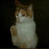 三毛猫書房公式さんのプロフィール画像