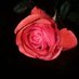 The rajputana (@therajput_ana) Twitter profile photo The rajputana (@therajput_ana) Twitter profile photo