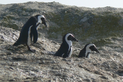 Geographer, supporter of wildlife conservation and outdoor learning for all ages