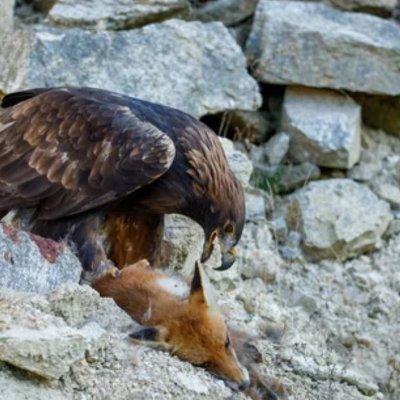 loggika's profile picture. "Die Helden kehren nach langer Abwesenheit in ihr Vaterland zurück. Sie kehren zurück, nach einem rühmlich bestandenen Kampf"