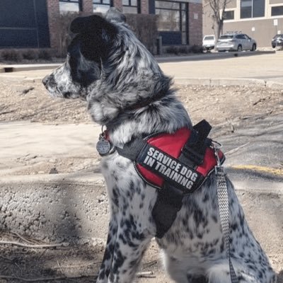 I am good service doggo. Feed me organic plz! Very excitebikes. Them.