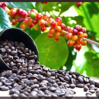 Saphirah Kemigisha (@saphiecoffee) 's Twitter Profile