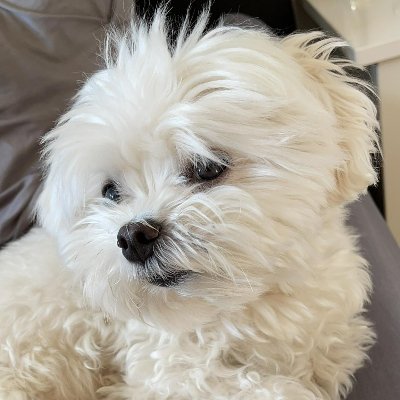 The most 🅿️ Maltese of the NFT | 1 new NFT every day : https://t.co/hHLOr0xSfE