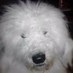 Sheila (@woollygirl) Twitter profile photo Sheila (@woollygirl) Twitter profile photo