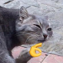 Шрецさんのプロフィール画像
