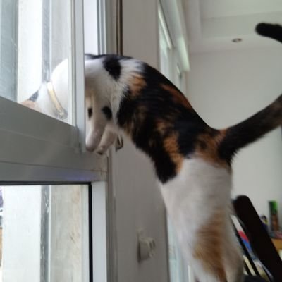 STMicroAlt's profile picture. Lover of women, partner of two *gags* men.