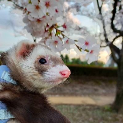 Moki59985855's profile picture. Fear, and loathing in Lasvegas のライブが楽し過ぎて、できるだけ参戦したい‼️