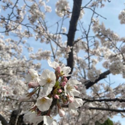 フォローしてくださった方々は基本フォローバックします。投資副業怪しい方は様子見します。ネット小説好きです 年末からにゃんこ大戦争してます