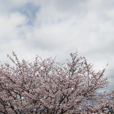 aiLoohcs's profile picture. 