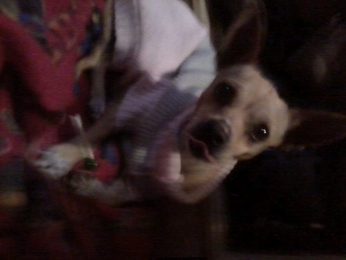 Tabis_Murua's profile picture. Soy una Perrita! Me gusta ladrar!