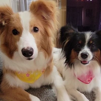 パピヨン様 パピヨンとボーダーコリー♡レイルル♡ココママ (@rei0518lulu0801