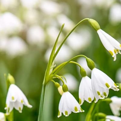 kardelensahra's profile picture. #MTO