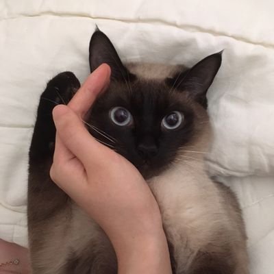 i wish i was byeol, no school no works just meow meow and san