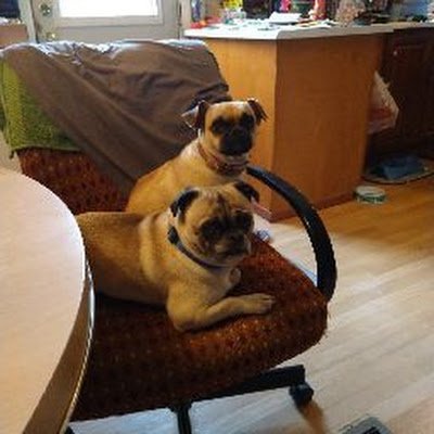 melissa74342870's profile picture. @jokeproject @jokecommunitynft