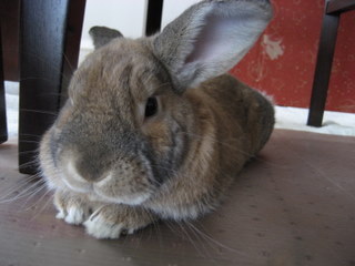 Science nerd, foodie, and aspiring seamstress. Friend to rabbits everywhere. Humans, too.