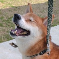 柴犬☆らく (@sibainu_raku) 's Twitter Profile