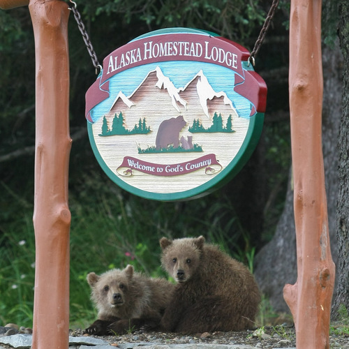 View coastal brown bears, eagles, moose, wolves and harbor seals, fishing at the nearby creek, coastal hiking or just relax in the beautiful Homestead Lodge.