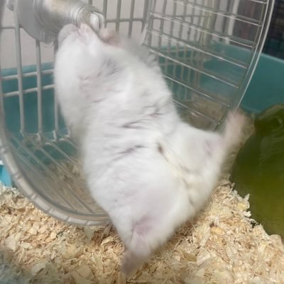 NekoSasami's profile picture. ゲーム好きおじさんです。気が向いた時につぶやきます。現在決闘者に復帰しました。現在は原神をプレイ中。遊戯王はD-HERO、RR、TGとディアベルスター推しです。好きなものが多すぎおじさんなので、ポストが散らかっていますがご容赦ください。