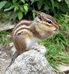 The twitter account for Urbane Wildlife blog. Contact us at urbane.wildlife@gmail.com