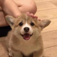 XIANGYU LU (@luxiangyugo) 's Twitter Profile