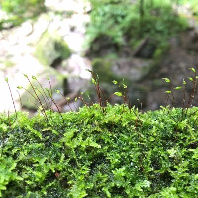 nopoly1k's profile picture. M1→ さぶ:@kaga_in_taru 得点表示のページはここから↓ 流石にそろそろログアウトします