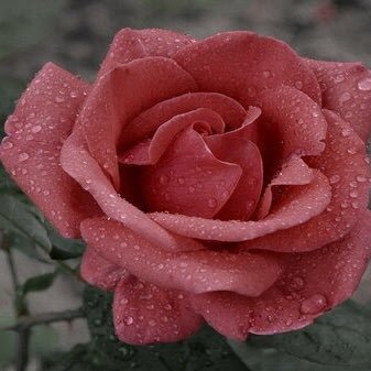 “Quando l'amore è incondizionato sa essere davvero meraviglioso.” La rosa bianca - Sophie Scholl.