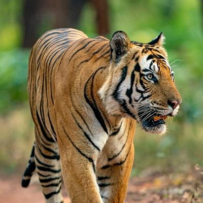 RealTamsBriggs's profile picture. A prospective grad student who aims to incorporate a bacterial or viral protein into an immune stimulatory complex and induce neutralizing antibodies.