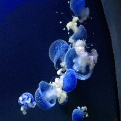 zyun_ikeda's profile picture. 