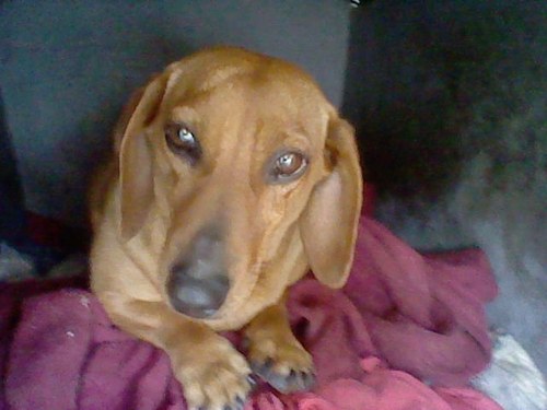 Estrella_Murua's profile picture. son una perrita! salchicha cafe!! No me gusta corer!