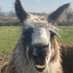 lala🎶Llamalady! 🦙🦙🌻🇺🇦 (@jillscottdavie1) Twitter profile photo lala🎶Llamalady! 🦙🦙🌻🇺🇦 (@jillscottdavie1) Twitter profile photo