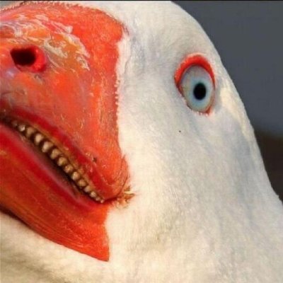 Sentient goose raised in Ukrainian biolabs to shit on pootin