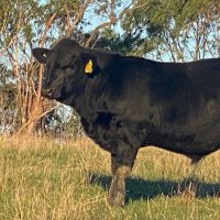 Paul Crock (@gippynatural) Twitter profile photo