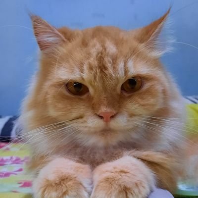 fangirl multifandom✌🏻
cat lovers 🐱 & love reading 📖 (semi hiatus)