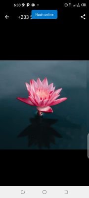 salomeyayeh's profile picture.