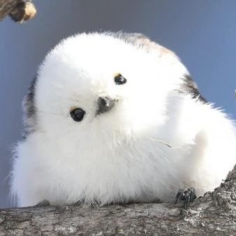 aroe9313's profile picture. タバコの免疫なさすぎて夢を捨てて東京から脱出→受動喫煙から化学物質過敏症に🐤
☘️色々な被害系をRTしちゃうぞっ☆☘️
※誤字脱字あり