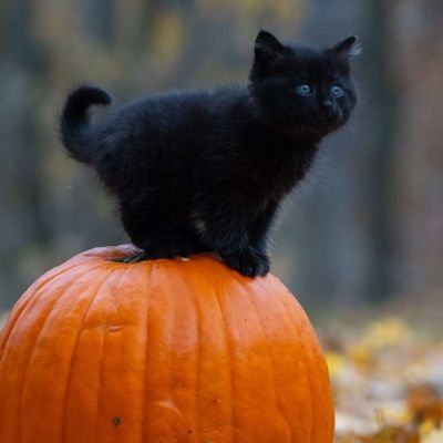 Lil Pumpkinさんのプロフィール画像