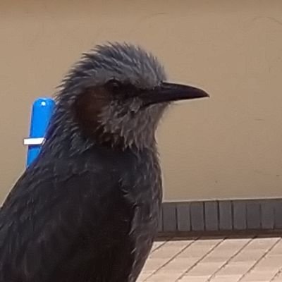 ms3434875's profile picture. リツイートキャンペーン当たれ!無言フォロー失礼します