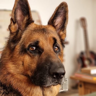 Blue the German Shepherd's twitter account, assisted by his hooman slave @oliversean 🥰