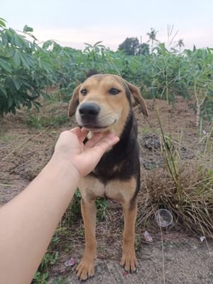 jingjai2526's profile picture. เต้น