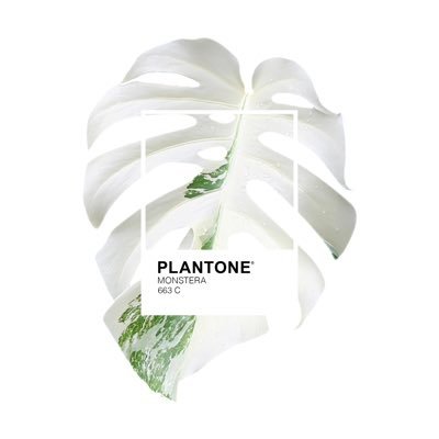 Suma un Pantone y una planta: PLANTONE® 🛒💌: https://t.co/YOtIOVsxbz Follow us on IG @tuplantone Project By: @rubineredc & @holympiaAV