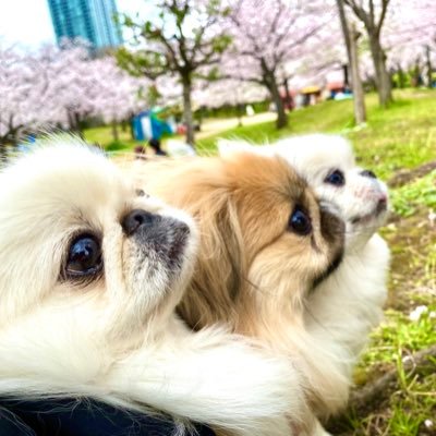 ぺき🐶🐶🐶 #保護犬 ねこ🐱🐱🐱🐱かめ🐢♡🌈 はむ🐱♡ #pkncメモリー #ゆきひま記録♡YouTube専用アカウントはフォロバしません！