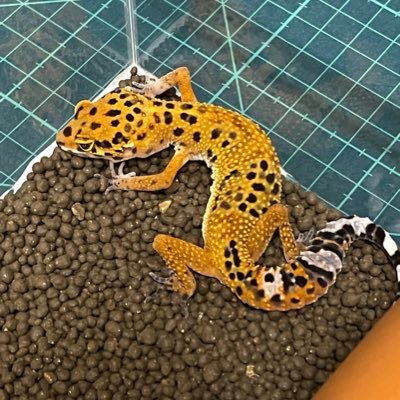 レオパ🦎飼育はじめて3年。爬虫類沼にアクセル全壊で沈んで行くスタイル。呟きメインは飼育状況、アニメ、漫画、プロレス、ウマ娘、FGO関連をたまに呟きます。レオパx12 ミリーx3 クレステッドゲッコーx5ガーゴイルゲッコー🦎ムーアx2 イエアメ🐸クランウェル🐸飼育中