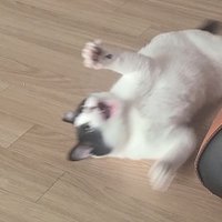 🖤소룡🤍소율💛 (@soryonge) 's Twitter Profile Photo 🖤소룡🤍소율💛 (@soryonge) 's Twitter Profile Photo