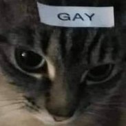 I like Bread.. im not actually gay... i just thought the cat was cute.