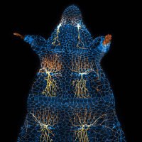 Han Lab Cornell (@hanlabcornell) 's Twitter Profile