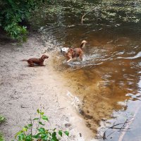 DutchSpirit (@dutchspirit) 's Twitter Profile
