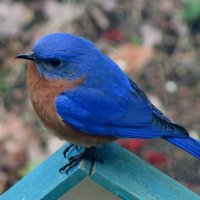 BlueByrd (Vegan) (@nigelco14798581) 's Twitter Profile Photo BlueByrd (Vegan) (@nigelco14798581) 's Twitter Profile Photo